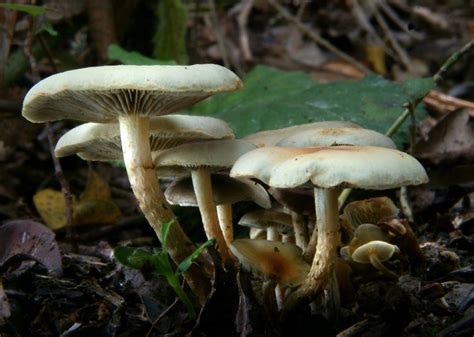 Free Picture Wood Spore Moss White Mushroom Fungus Poison Nature