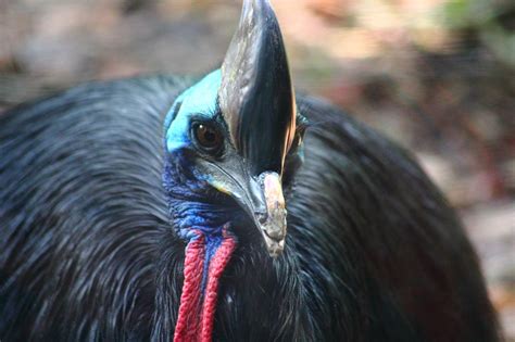 Worlds Most Dangerous Bird 7 Facts About The Cassowary