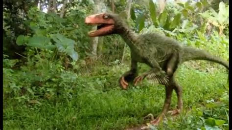 Deinonychus Dinosaur Alive Wiki Fandom Powered By Wikia