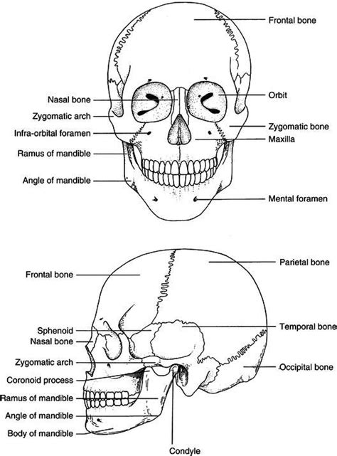9 Head And Neck Anatomy And Physiology Pocket Dentistry Head And