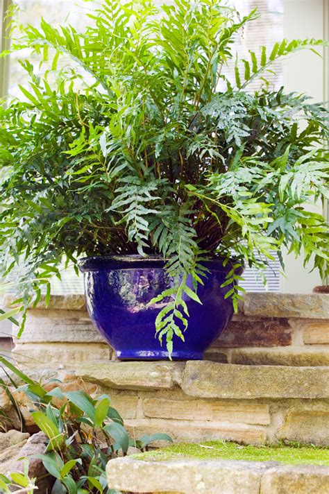 Maybe you would like to learn more about one of these? Best Pot Plants for Sun and Shade - Burke's Backyard