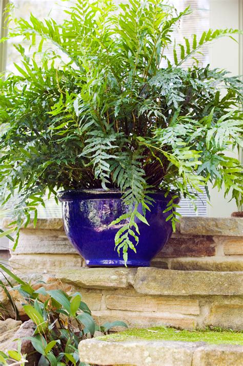 Fall 2021 collection available now — save up to 30% on select items at michigan bulb Best Pot Plants for Sun and Shade - Burke's Backyard