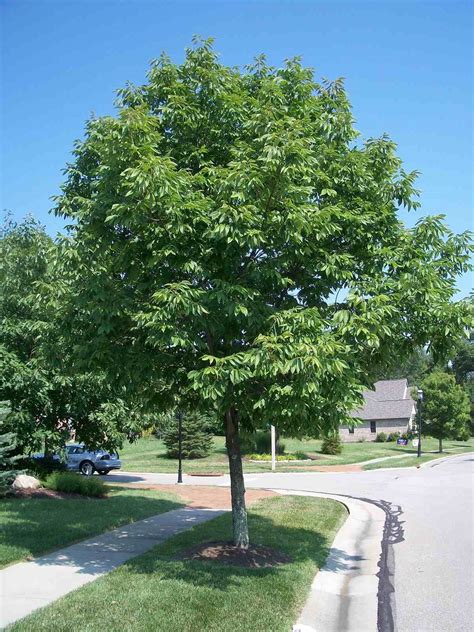 Red Ash Tree Identification