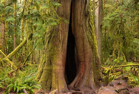 Guide To Vancouver Islands Ancient Forests Giant Trees And Old