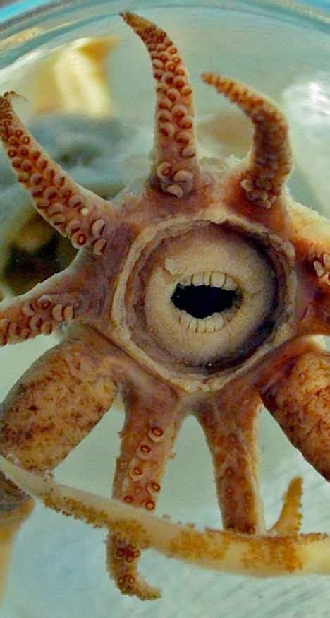 Promachoteuthis Sulcus Is A Recently Discovered Squid That Appears To