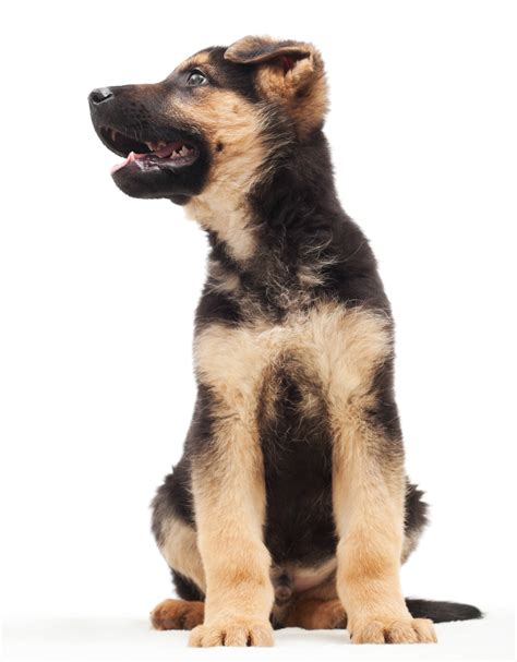 German Shepherd Dog Breed Information Center