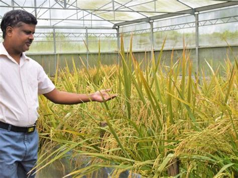 Philippines Approves Gmo ‘golden Rice For Commercial Production Asia Gulf News