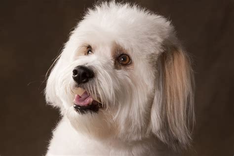 Coton De Tulear Breed Information Vetstreet Vetstreet