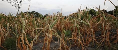 Climate Change Could Have Devastating Impacts On Crop Yields World