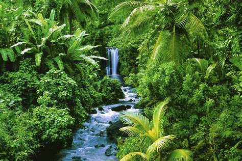 The greatest concentration of biodiversity in the world. Tropical Rainforest: Tropical Rainforest Geology