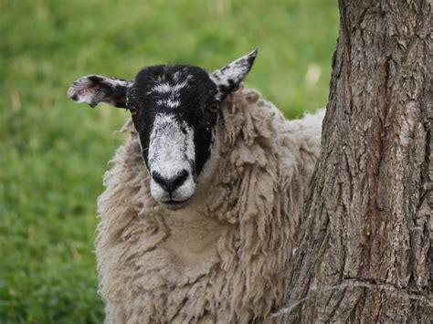 Roys Nature Logbook Mule Sheep