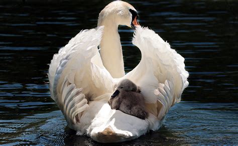 Swan And Its Baby 5k Retina Ultra Hd Wallpaper