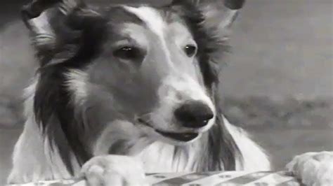 Lassie Stablemates Lassie English Full Episodes Kids Cartoon