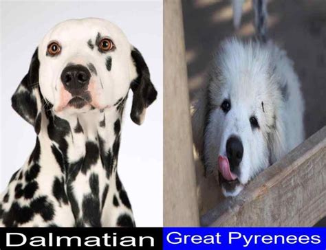 Which Is Better Between The Dalmatian And The Great Pyrenees A Very