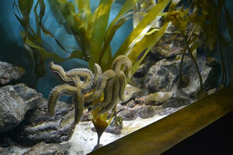 A Visit To The National Marine Aquarium Plymouth Tin Box Traveller