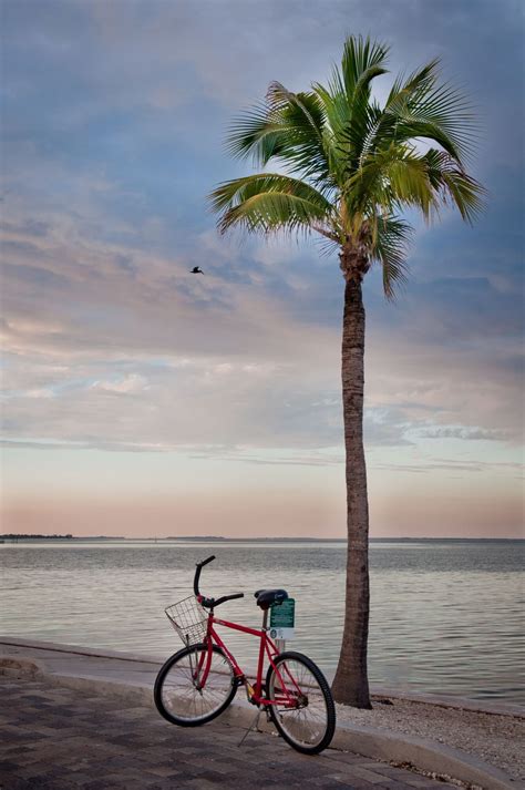 clearwater beach bicycle rentals adria sasser