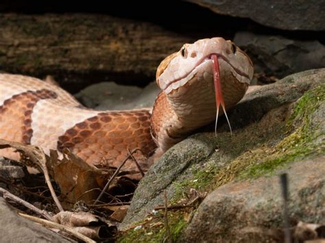 Snakes In The Fall How To Handle A Snake Encounter Alabama