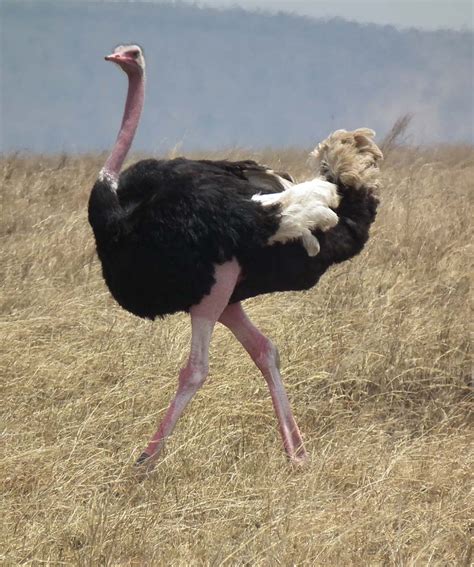 Ostrich Pictures Kids Search