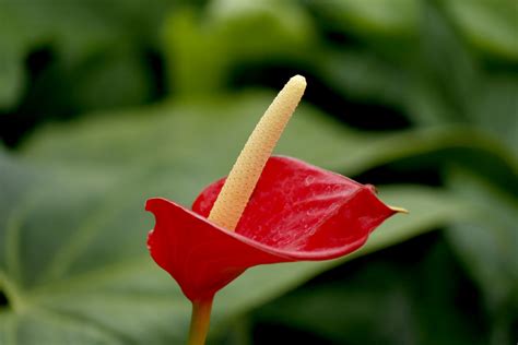 Red Anthurium Flower Free Stock Photo Public Domain Pictures