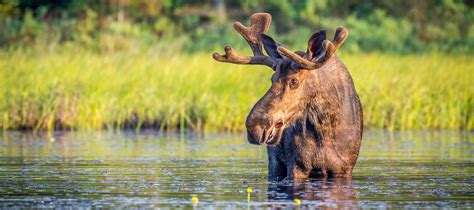 Canadas 10 Most Iconic Animals Wwfca