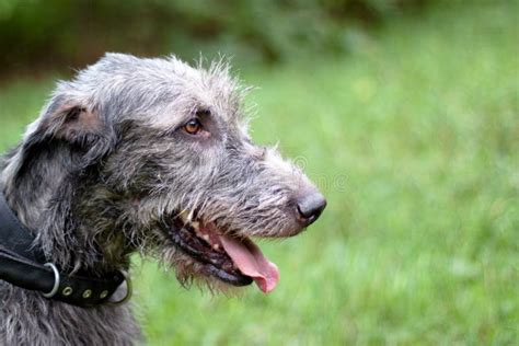 Irish Wolfhound Portrait Stock Photo Image Of Large 26726334