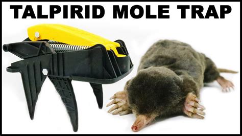 Catching Moles With A Powerful Spring Loaded Trap Mousetrap Monday