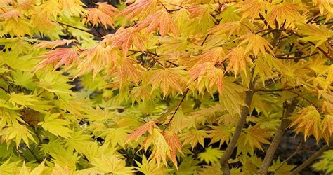 10 Facts Every Japanese Maple Lover Needs To Know Japanese Maple Tree