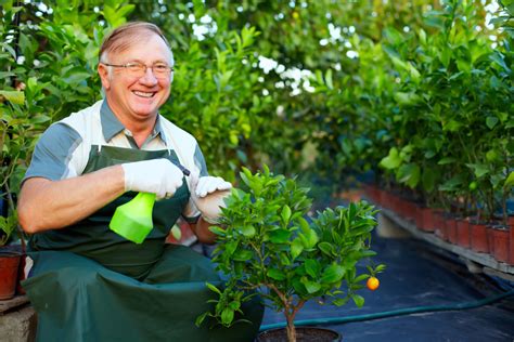 Citrus Greening Affects Nurseries Citrus Alert
