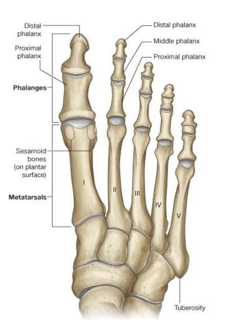 Great Toe Bone Anatomy
