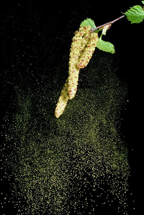 Pollen From A Silver Birch Photograph By Dr Jeremy Burgessscience