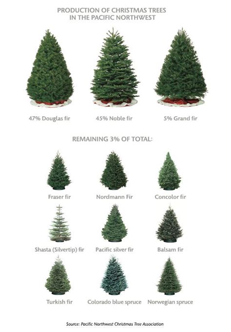 What is the most common tree in washington state. Washington State Magazine | Christmas tree guide, Types of ...