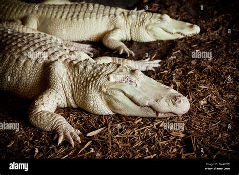 A Mother And Child Rare Albino American Alligator Alligator