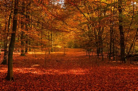 Forest Floor Covered With Red Autumn Leaves Zwz Picture