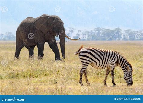 Old African Elephant Royalty Free Stock Image Image 32211276