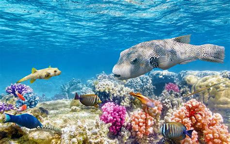 Hd Wallpaper Colorful Tropical Fish Coral Underwater Ocean White