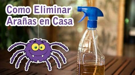 Las arañas que viven en nuestras casas controlan la cantidad de mosquitos y otros insectos dejar tranquilas a las arañas nos asegura que, al menos, hay un organismo depredando sobre ellos y por. Como Eliminar las Arañas de Casa Efectivo, Natural, Barato ...