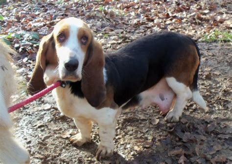 Bessie 2 6 Year Old Female Basset Hound Available For Adoption