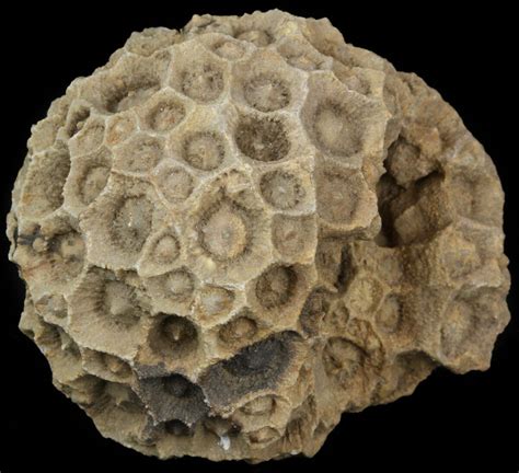 3 Fossil Coral Lithostrotionella Head Iowa 45062 For Sale