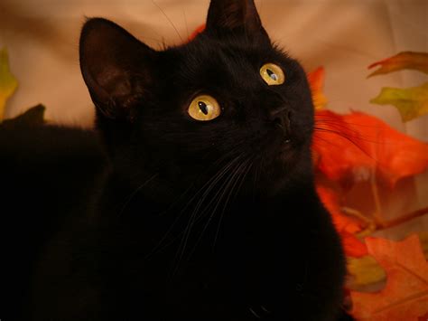 Autumn Black Cat Portrait Flickr Photo Sharing