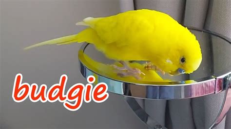 Budgie Singing To Mirror Parakeet Sounds Budgie Sounds Budgerigar