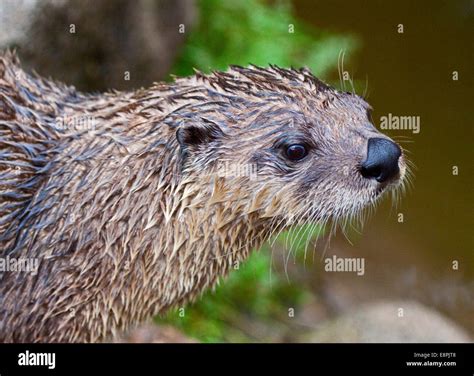 North American River Otter Lontra Canadensis Stock Photo Alamy