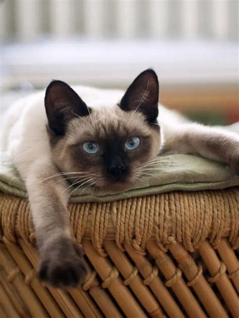 8 Reasons Why Siamese Cats Meow So Much Story The Discerning Cat