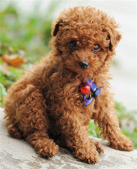 Teacup Poodle Ultimate Guide Intelligence Personality Trainability Etc
