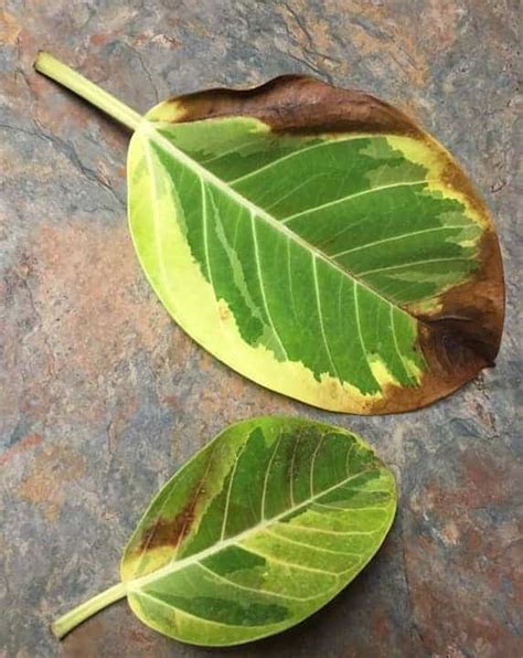 Brown Spots On Rubber Plant Causes And Treatment Garden For Indoor