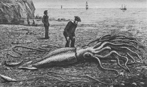 Newly Sequenced Giant Squid Genome Raises As Many Questions As It Answers