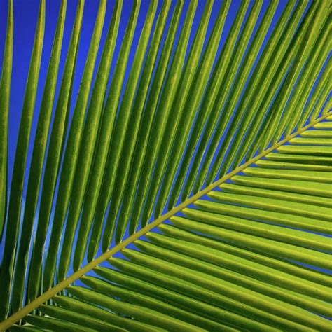 Small Coconut Palm Leaf Florida Coconuts Store
