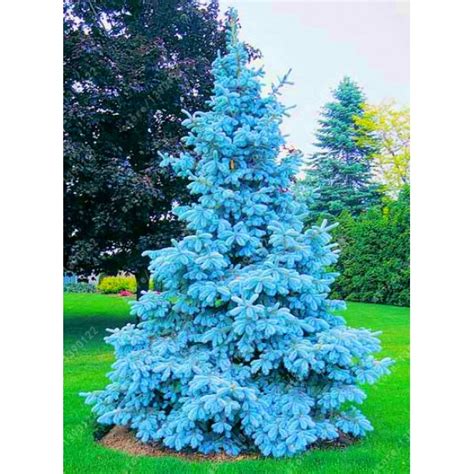 100 Tree Seeds Rare Evergreen Colorado Blue Spruce Seeds