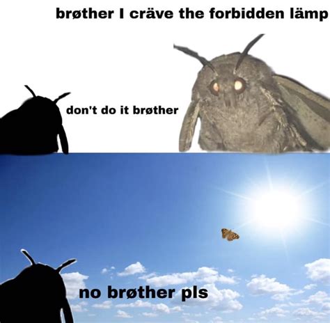 Hollow Knight Moth Meme
