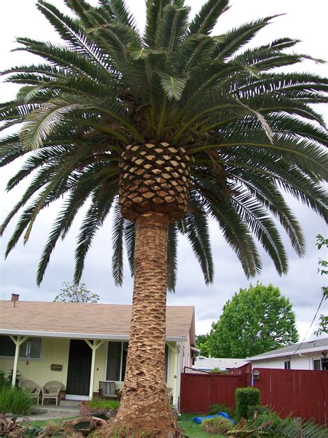 Big Palm Trees For Sale | Canary Island Date Palms For Sale | Mejool ...