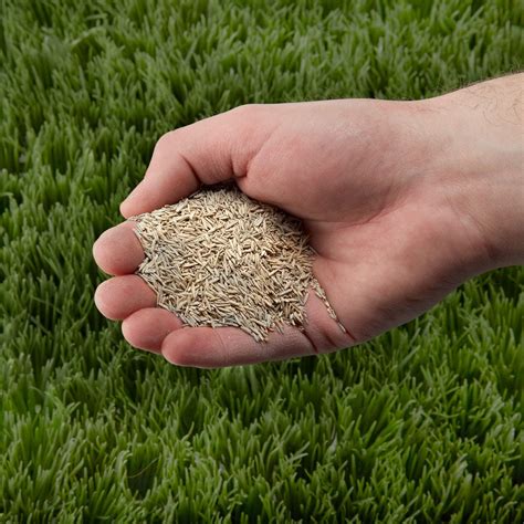 Quick Lawn Grass Seed 2 Lb From Sportys Tool Shop